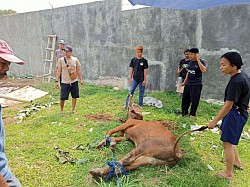 Qurban